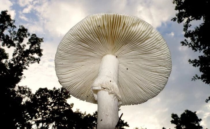 До того, как на Земле появились деревья, планета была покрыта гигантскими белыми грибами.
