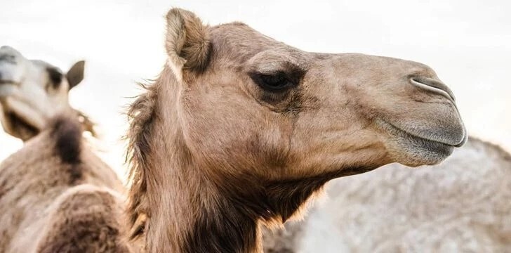 Верблюды на самом деле не накапливают воду в своих горбах.