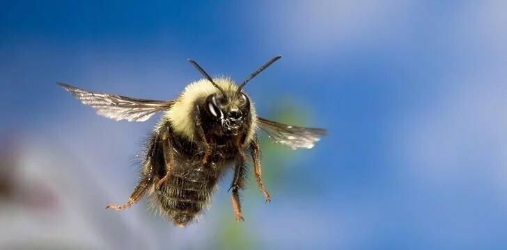Пчёлы могут летать выше Эвереста.