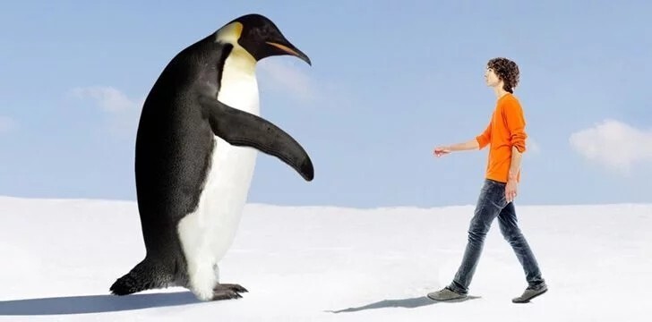 40 миллионов лет назад пингвины были почти 2 метра в высоту.