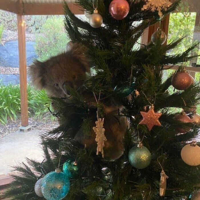 12. Жительница Аделаиды (Австралия) пришла домой и нашла на елке коалу