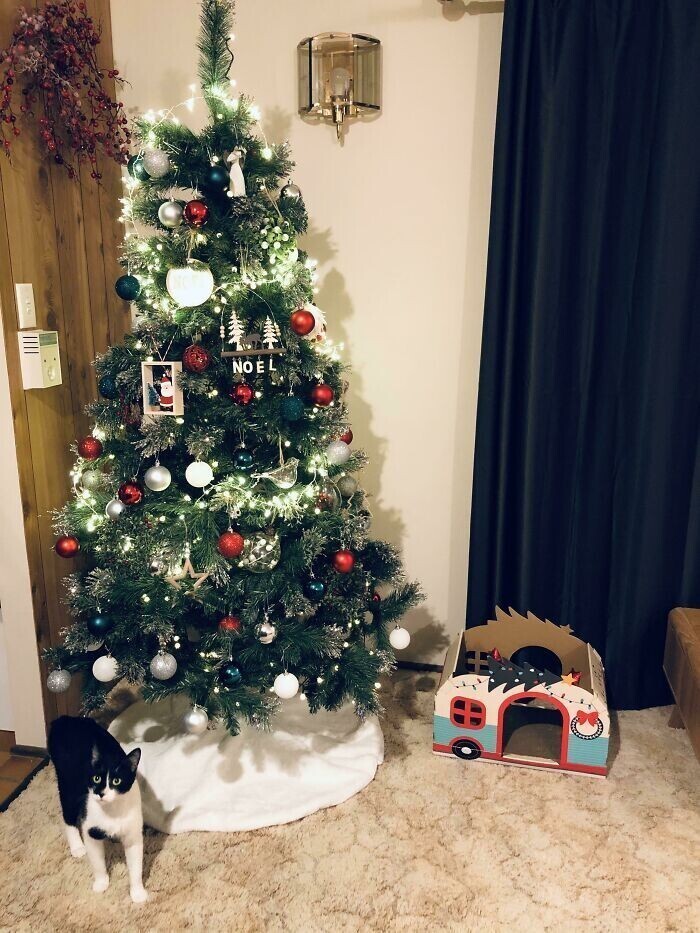 1. "Мой муж ненавидел Рождество. Но в этом году мы расстались, так что теперь у меня впервые за 18 лет есть настоящая рождественская елка. И новая кошка из приюта. У меня все хорошо"