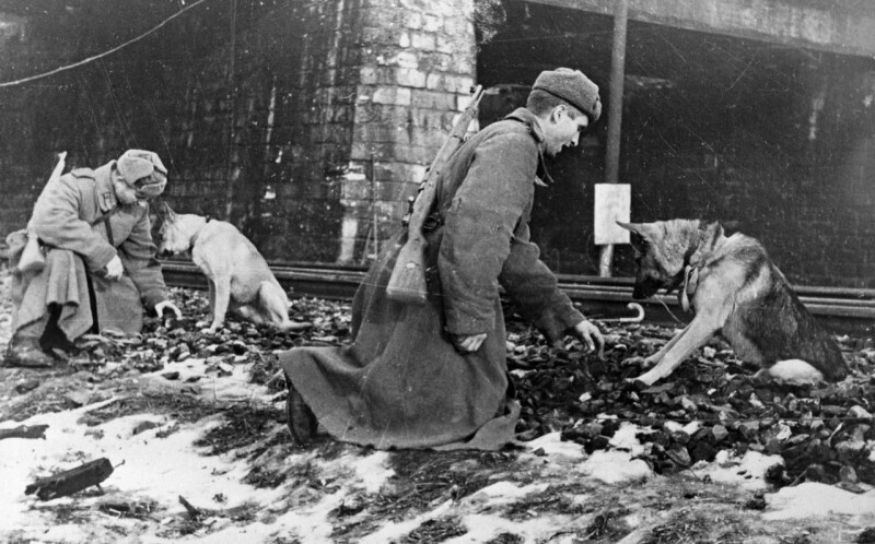 Советские сапёры с помощью собак разминируют железную дорогу. Будапешт, 14.02.1945 года.