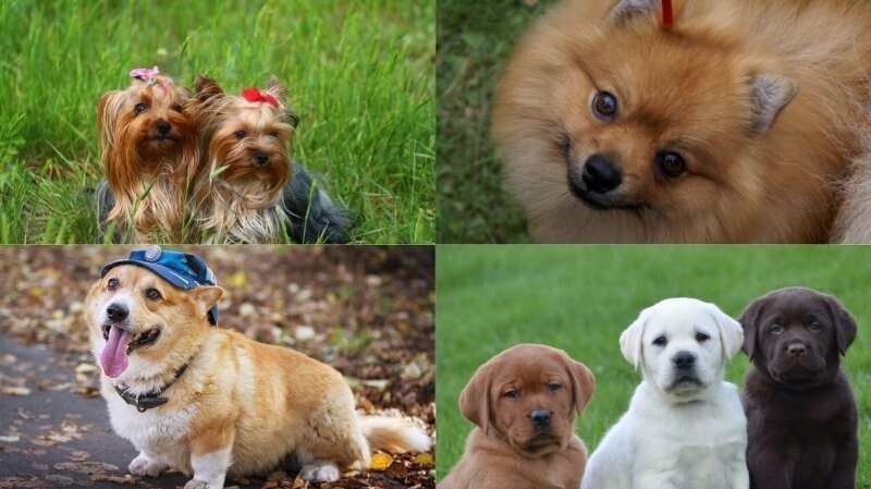 «Дай лапу, друг»: популярные породы собак у россиян в 2021 году