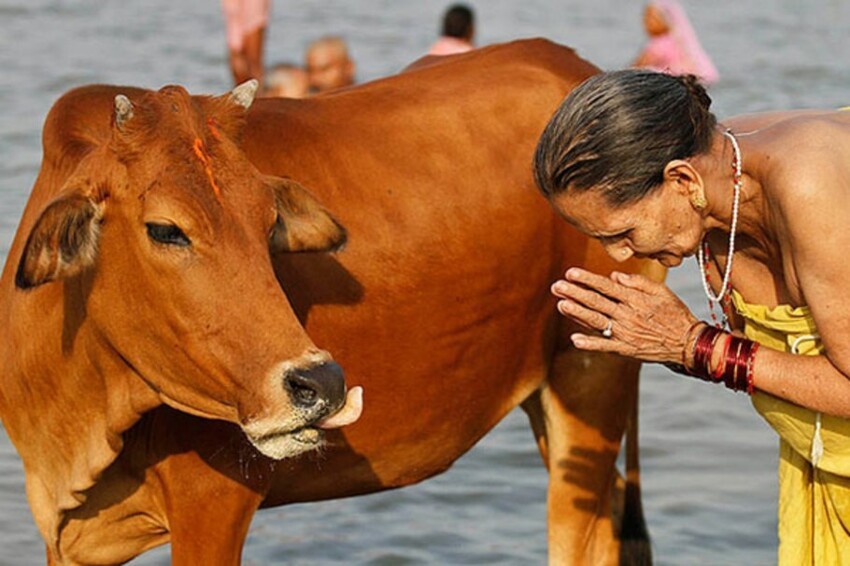 Священная корова: каких животных почитают в разных уголках мира