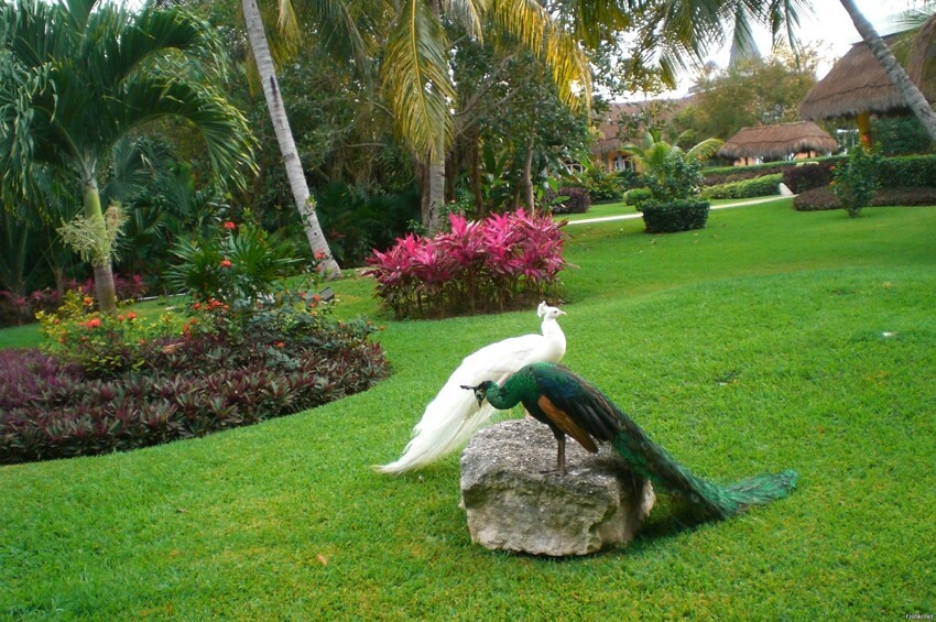 Как то давно был я в Мексике, эти птички в отеле на вольных хлебах живут