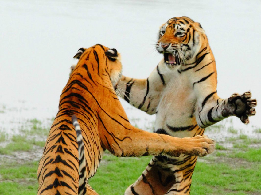 Бенгальский тигр: Король джунглей, с чьей силой считаются даже медведи. Каков символ 2022 года?