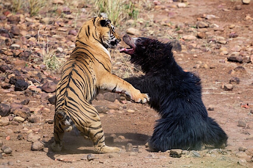 Бенгальский тигр: Король джунглей, с чьей силой считаются даже медведи. Каков символ 2022 года?