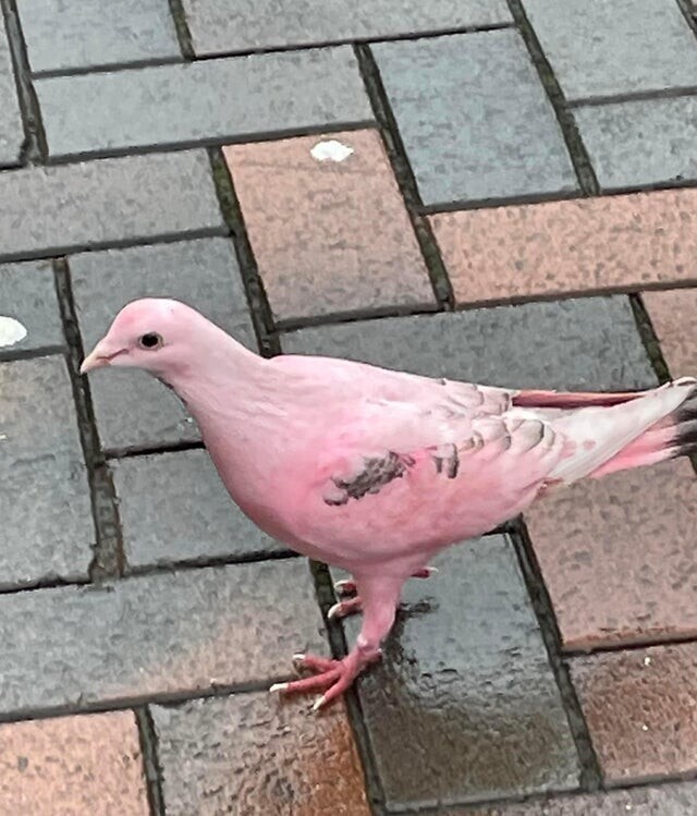 Я встретил в путешествии розового голубя