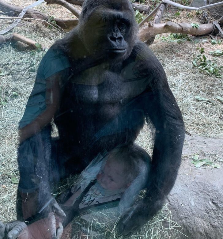 18. Из-за отражения кажется, что горилла держит на руках ребенка