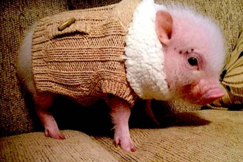 Как одеть свинью: несколько стильных вариантов для вашего хряка