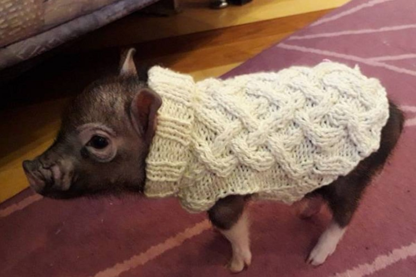 Как одеть свинью: несколько стильных вариантов для вашего хряка