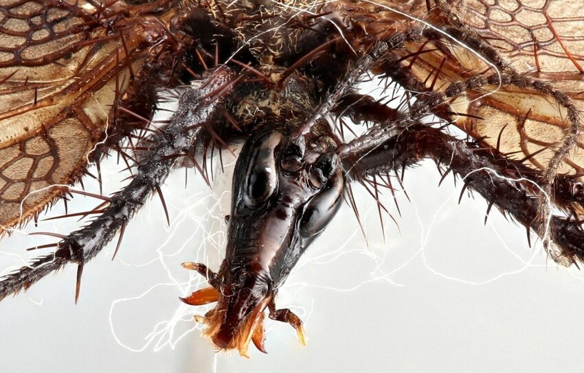 Таракановая скорпионница: Таких насекомых сейчас не делают. Этот реликт почти не изменился за 200 млн лет эволюции