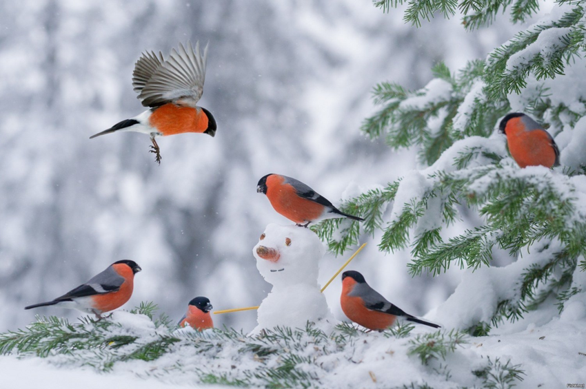 Снегирь: Они не прилетают к нам зимовать! Почему мы видим этих птиц только зимой, и куда пернатые пропадают летом?