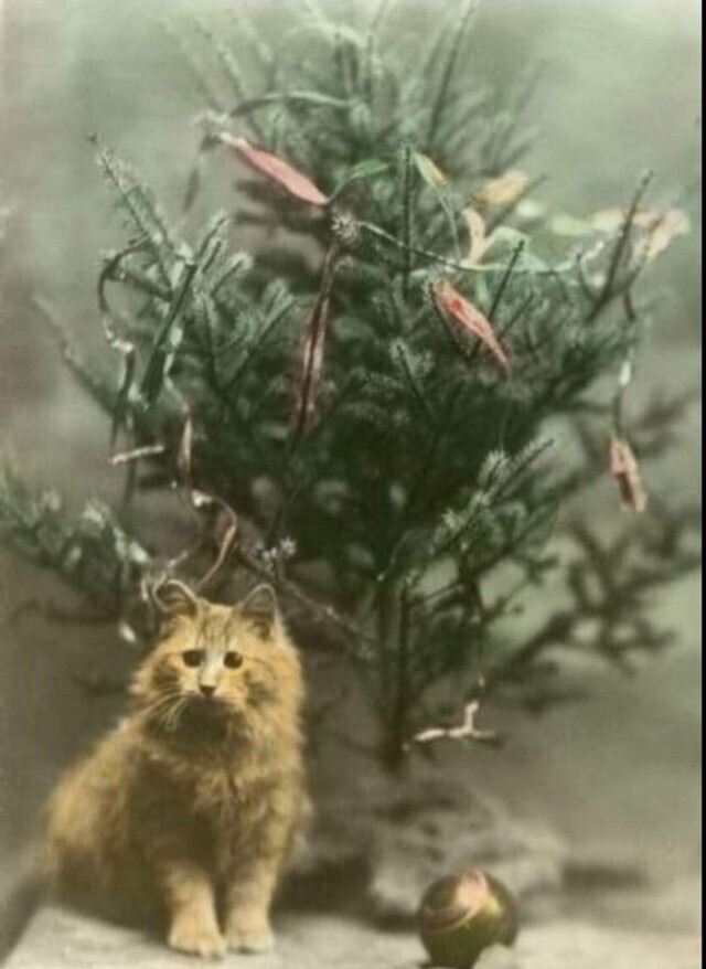 Одна из первых фотографий кота и ёлки. Начало. 1924
