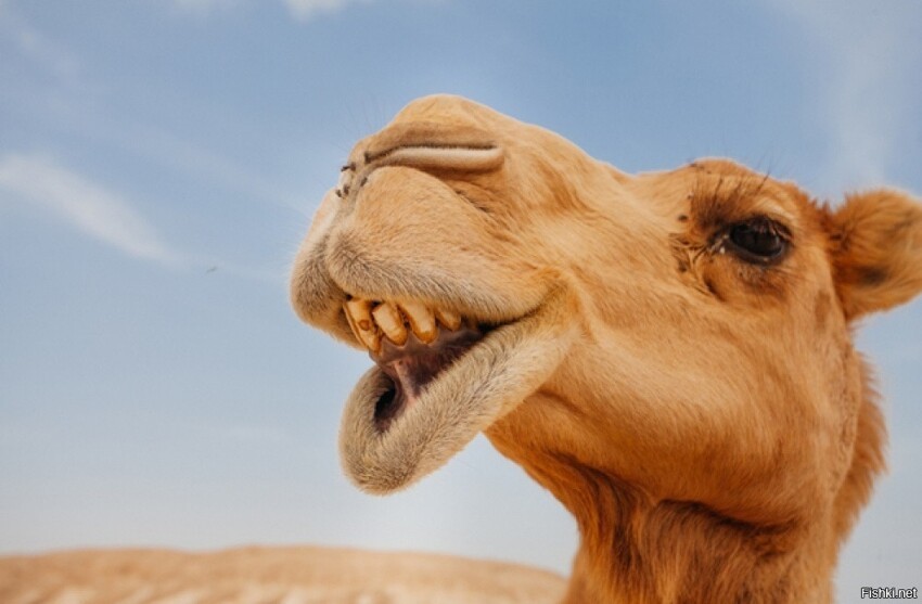 В Африке верблюд откусил голову своему хозяину после того, как простоял на жа...