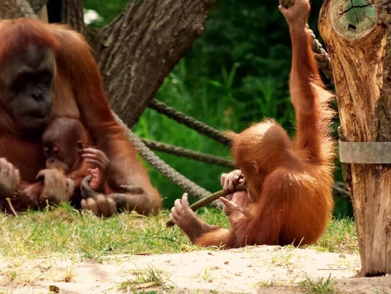 Как матери орангутана помогают своему потомству учиться