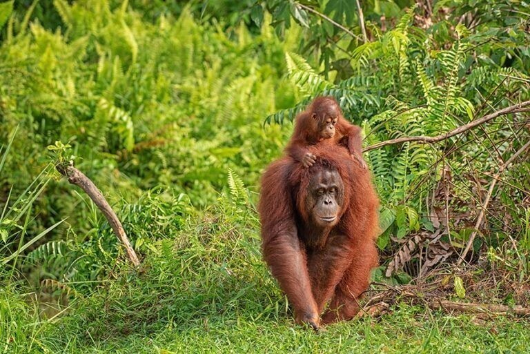 Как матери орангутана помогают своему потомству учиться
