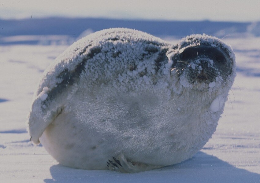 Кольчатая нерпа: Самое северное млекопитающее на планете. Их можно встретить даже в точке Северного полюса