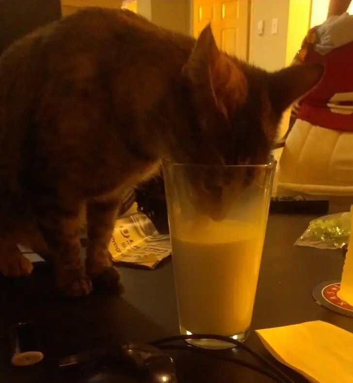 Оставила молоко на пять минут, а в следующую минуту стакан был на полу