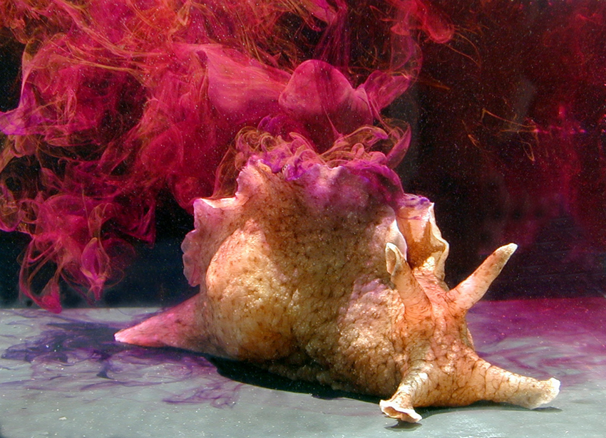 Морской заяц: Мегаслизень с опасными химикатами. Удивительно, но в этом здоровяке всего лишь 20.000 нейронов
