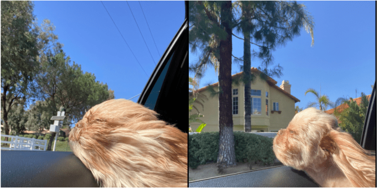 16 фотографий домашних животных до и после стрижки