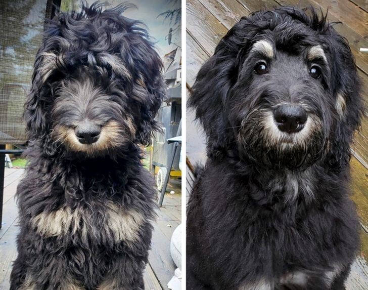 16 фотографий домашних животных до и после стрижки