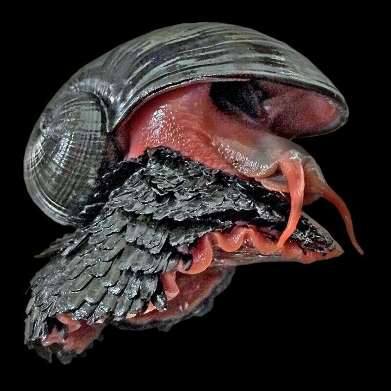 Улитка-терминатор: ученые расшифровали геном моллюска, который почти полностью состоит из железа