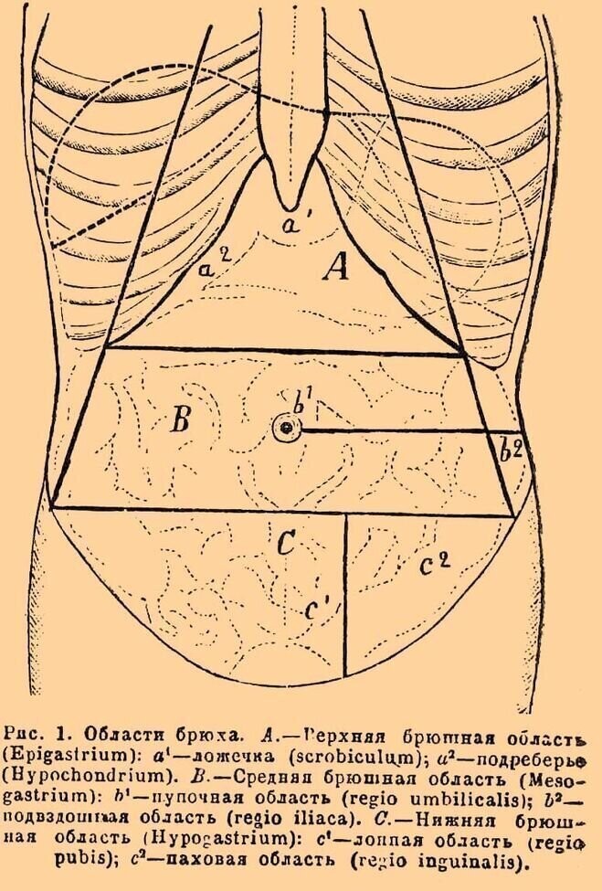 Где находится подложечная область желудка на фото