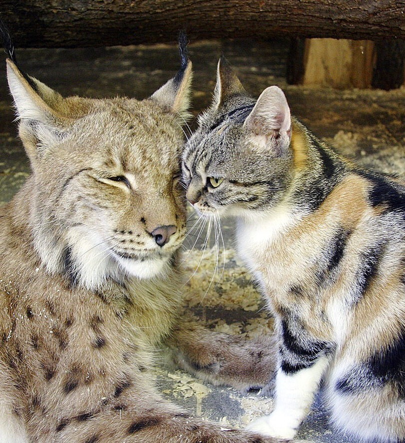 Последнее опубликованное совместное фото Линды и Дуси, настоящих подруг из царства кошачьих.