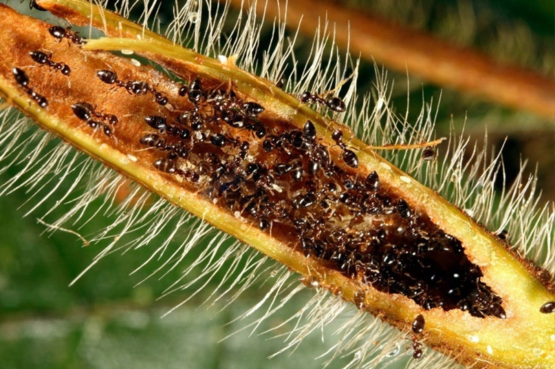 Лимонный муравей: Превращают участки лесов в жуткие «Сады дьявола». Выжженные кислотой государства муравьёв