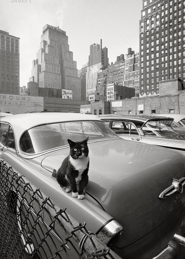 Нью-Йоркский кот. 1958 г.