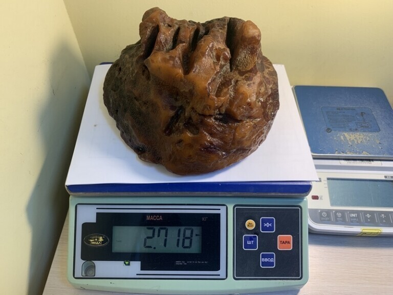 Уникальный янтарь весом 2716 граммов был найден во время осмотра бортов Приморского карьера 