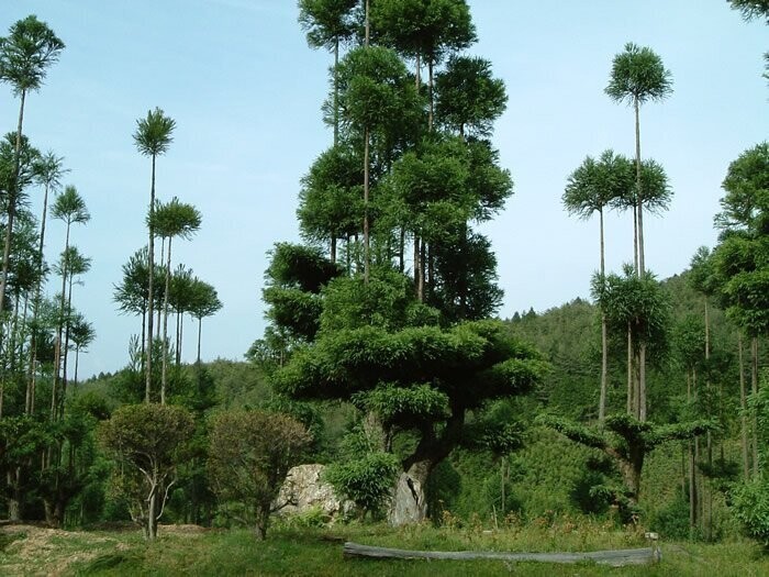 Дайсуги — средневековая японская техника выращивания деревьев