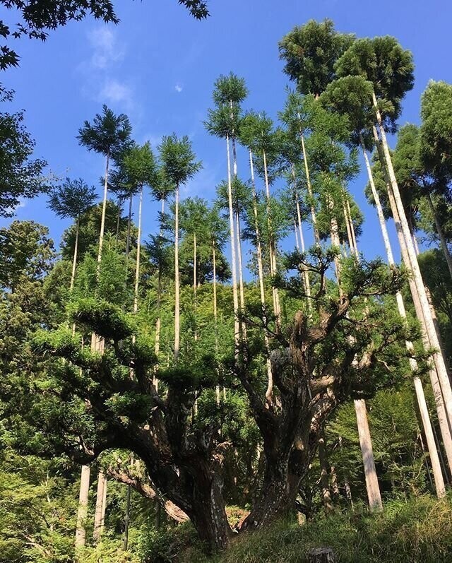 Дайсуги — средневековая японская техника выращивания деревьев