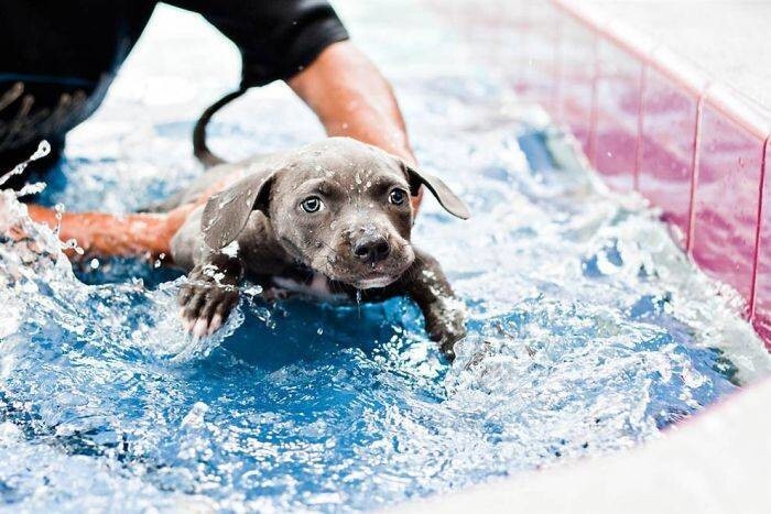 Женщина связалась с ветеринаром, который посоветовал ей попробовать научить щенка плавать.