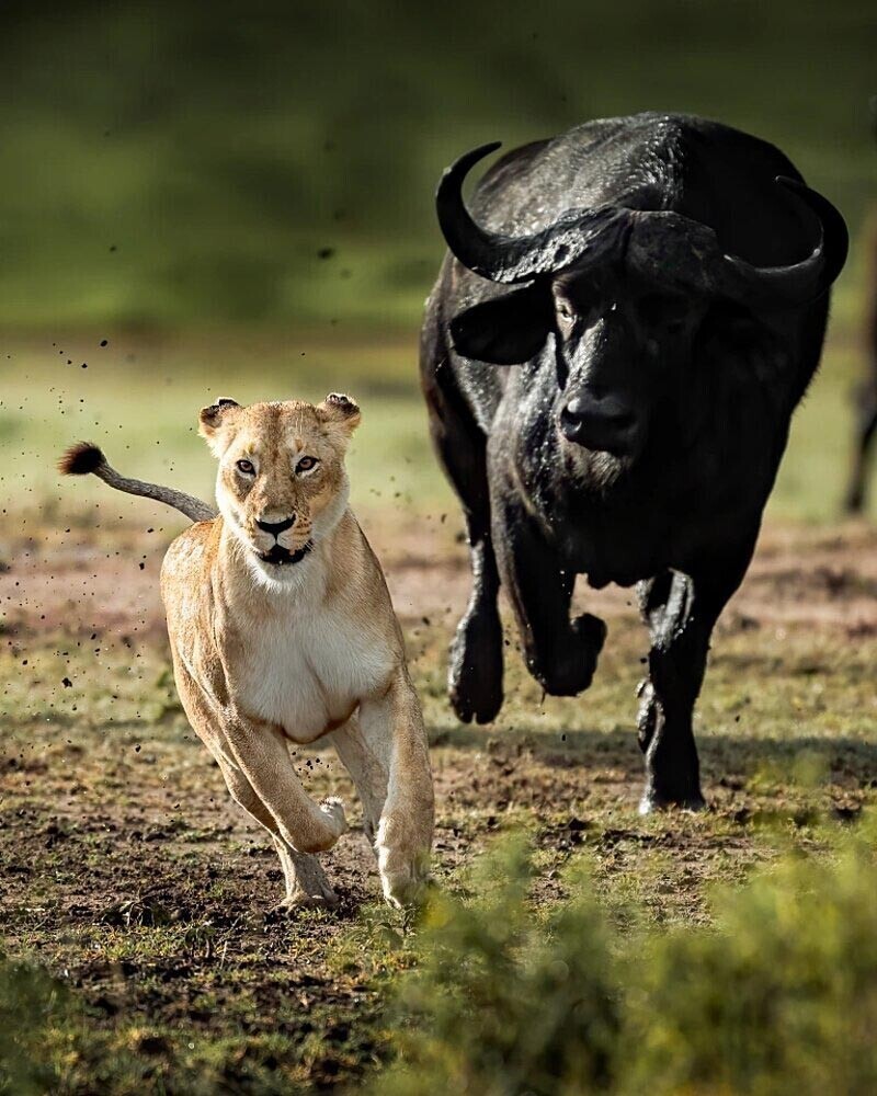 Стадо буйволов, решив дать отпор докучающим хищникам, немного погоняла львицу