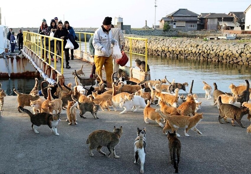 100 человек и 400 кошек – реалии одного японского острова