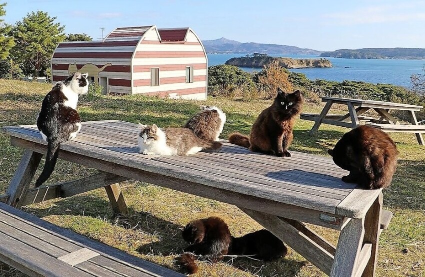 100 человек и 400 кошек – реалии одного японского острова