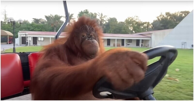 Орангутан катается на гольфкаре