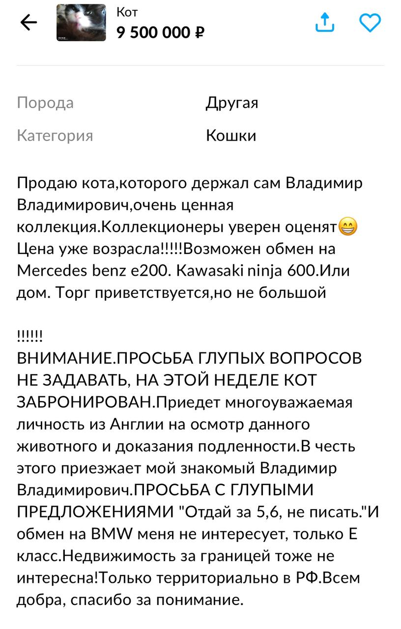 Кот за 9,5 миллиона рублей, а пес-космонавт за 500 тысяч рублей: туляк продает "знаменитых" дворняжек