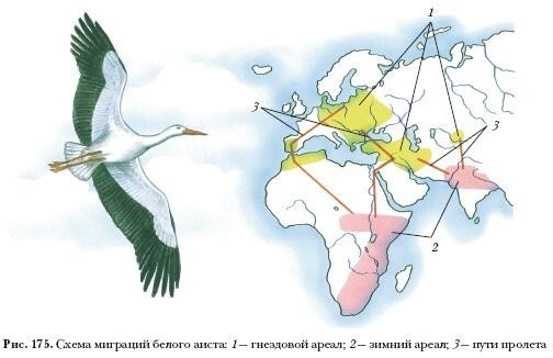 Аист с дротиком в шее или куда пропадают перелетные птицы