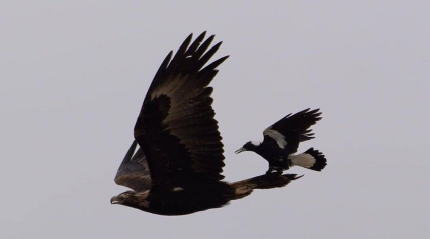 Клинохвостый орёл: Владыка воздуха в Австралии. Яростный хищник спасает континент от нашествия кроликов