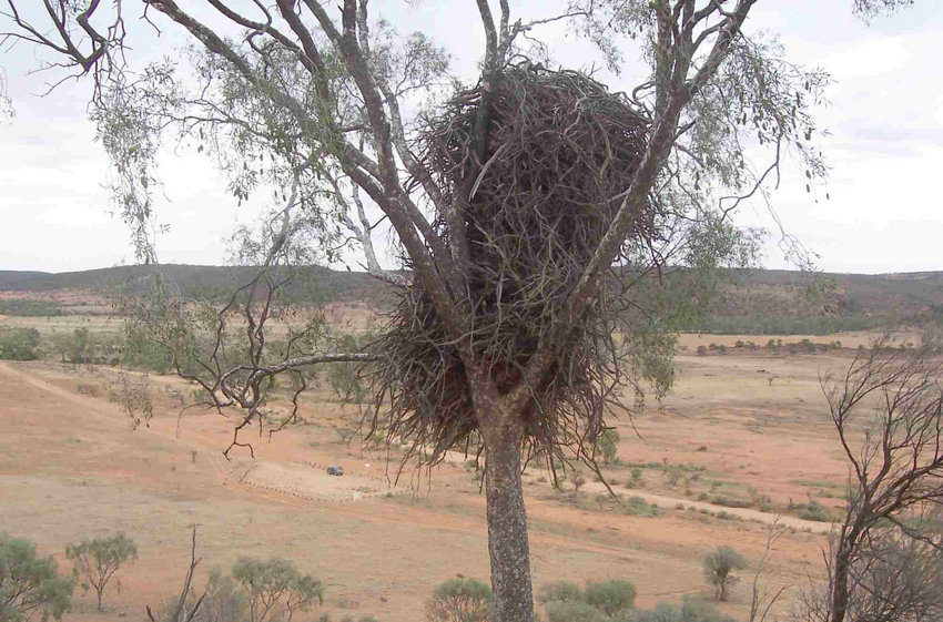 Клинохвостый орёл: Владыка воздуха в Австралии. Яростный хищник спасает континент от нашествия кроликов