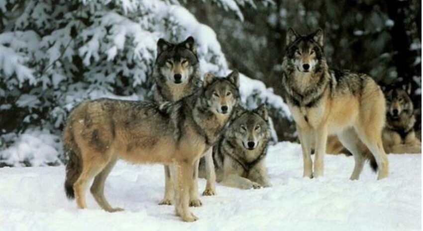 Как 14 волков изменили Йеллоустонский национальный парк