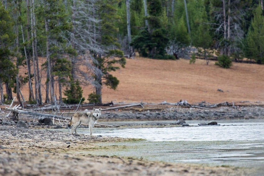 Как 14 волков изменили Йеллоустонский национальный парк