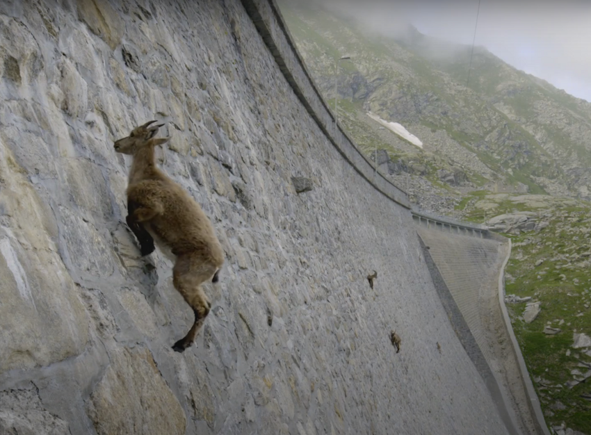 Зачем дикие козы карабкаются по плотине, и как они это делают