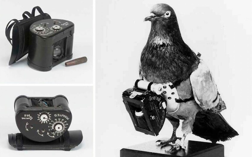 Кто и когда придумал повесить фотоаппараты на голубей – и что из этого вышло