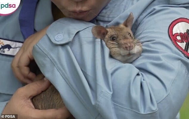 Самая известная крыса-сапер спасла тысячи людей