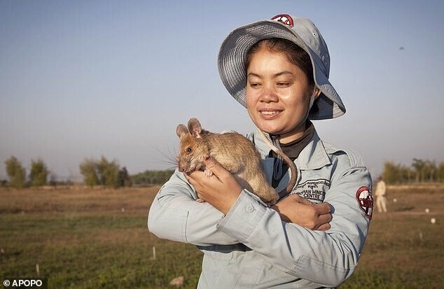 Самая известная крыса-сапер спасла тысячи людей
